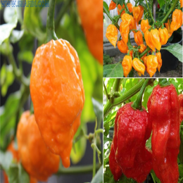 SBJEI-FRESH NAGA RED AND YELLOW HOT CHILLI